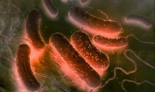 核糖体是遗传物质的载体吗 核酸是遗传物质的载体