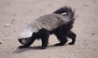 比特犬打得过平头哥吗 比特犬人打得过吗