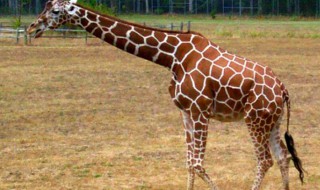 长颈鹿的进化过程 长颈鹿的进化过程图解