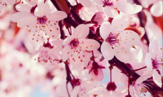 樱花草的花语（樱花草的花语是什么）