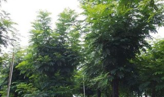 双翼豆生态习性（）