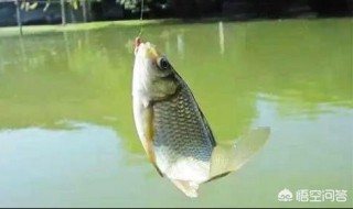 冬天钓鲫鱼用几号秋田狐（秋天什么时候钓鲫鱼）