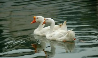 鹅怎么配对 天鹅怎么配对