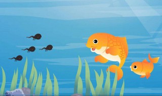 蝌蚪是什么季节出生的（蝌蚪是几月份出生的）