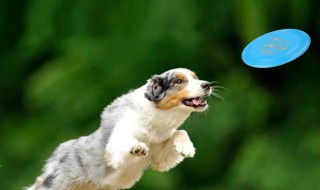 怎么教育狗狗（怎么教育狗狗在规定的地方上厕所）