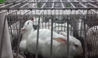 粉料怎么喂兔子 兔子怎么喂饲料