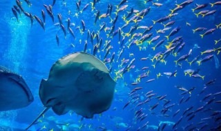 水生野生动物有哪些 常见水生野生动物有哪些