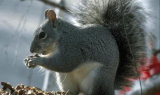 关于野生动物的书 关于野生动物的书籍有哪些