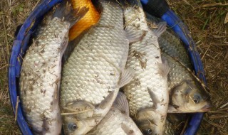 路亚钓鲫鱼怎么绑线组（路亚钓鲫鱼绑线方法,路亚竿钓鲫鱼,钓鱼技巧!）