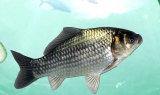 水库水满要在哪钓比较好（现在在水库钓鱼钓多深好）