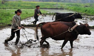农村留守妇女有补助吗（农村留守妇女有补助吗山东）