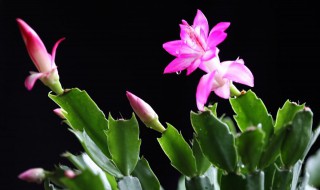 如何用番茄给蟹爪兰施肥（如何用番茄给蟹爪兰施肥水）