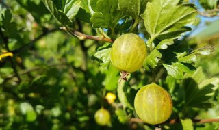教你如何种植灯笼果 灯笼果怎么种植技术