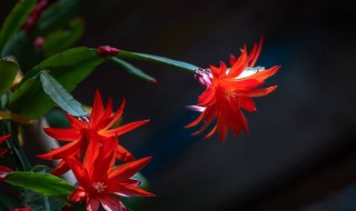 蟹脚兰开花期如何养护 蟹脚兰开花期如何养护和管理