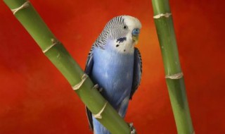 大头虎皮鹦鹉如何养殖 大头虎皮鹦鹉如何养殖方法