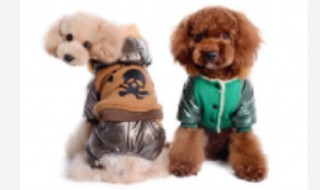 宠物服装怎么洗 宠物服装怎么洗好