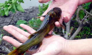 昂刺鱼几月可以钓鱼（昂刺鱼什么时候钓）