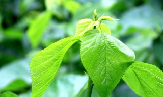 桑叶茶的功效与作用 桑叶茶的功效与作用及禁忌