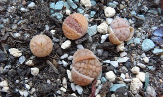 为什么生石花能在沙漠里生长 为什么生石花能在沙漠里生长的原因