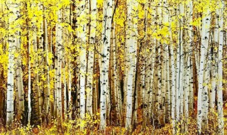 白桦树的树皮为什么是白色的 白桦树的树皮为什么是白色的视频观后感一百字