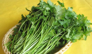 香菜为什么风行世界（世界上为什么会有香菜）