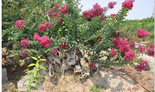 紫薇为什么怕痒被称为痒痒树 紫薇为什么叫做痒痒树