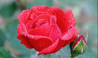 月季最简单的扦插方法（月季最简单的扦插方法是什么）