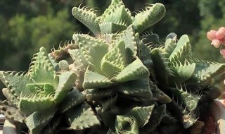 四海波的养殖方法（照波的养殖方法）