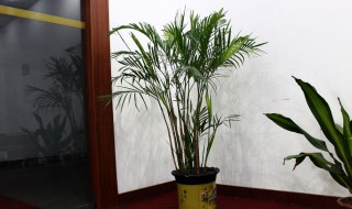 竹子如何防晒（竹子如何防晒变黄）