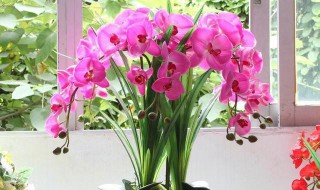 冬天蝴蝶兰叶子黄了是怎么回事 夏季蝴蝶兰叶子变黄