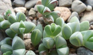 碧玉莲怎么繁殖（碧玉莲怎么繁殖视频）