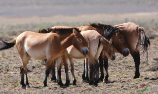 已经灭绝的野生动物有哪些（已经灭绝的野生动物有哪些图片）
