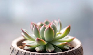 网购回来的多肉怎么种 从网上买回来的多肉怎么种