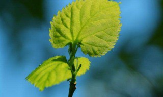 二十四个节气是怎样定出来的（二十四节气是怎么定出来的）