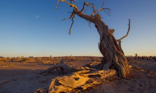 胡杨为什么能在沙漠中生存（胡杨为什么可以在沙漠里生存?）