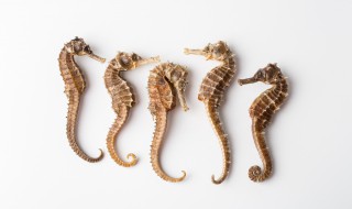 海马和海龙有什么区别 海马和海龙有什么区别吗