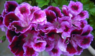 天竺葵叶子越养越小怎么回事（天竺葵叶子越养越小怎么回事啊）