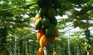 木瓜子能种植吗（木瓜子能种植吗农村）