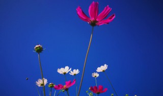 如何让格桑花快速生长（如何让格桑花快速生长开花）