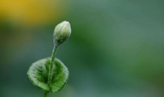 如何让丝瓜早发芽（如何让丝瓜早发芽的方法）