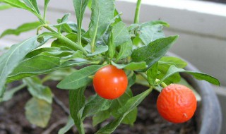 如何养好珊瑚豆 怎样养珊瑚豆