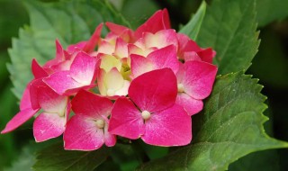 花朵为什么会变色 花朵为什么会变色呢