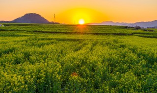 夕阳穿树补花红赏析（夕阳穿树补花红的意境）
