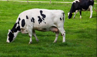 母牛怕人不让主人碰怎么办 母牛不让人靠近怎么办