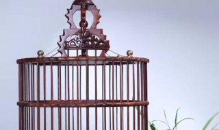 如何对红木鸟笼进行保养（如何对红木鸟笼进行保养呢）