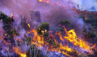 澳大利亚大火生态影响 澳洲大火对生态的影响