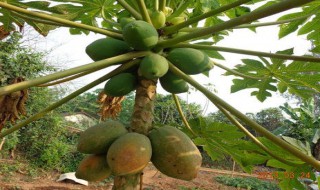 木瓜树可以嫁接什么 木瓜树可以嫁接什么花