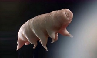 水熊虫头砍掉会死吗（水熊虫被刀劈开会死吗）