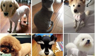 狗推子可以给人理发吗 人的剃头发推子可以给狗用吗