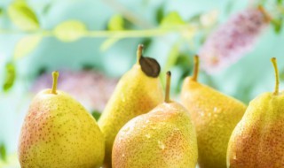 梨的营养价值 梨的营养价值及功效与作用和禁忌